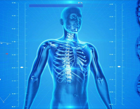 human skeleton 163715 1280
