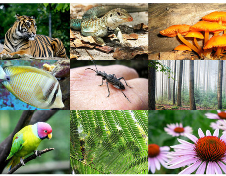 biodiversity examples